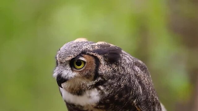 Great Horned Owl 