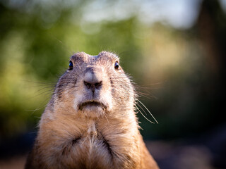 Standing prairie dog face portrait