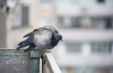 City pigeon sits on a fence in the street