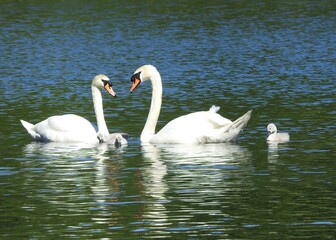 Fototapeta premium Two Mute Swans facing each other with their three baby cygnets in the water nearby