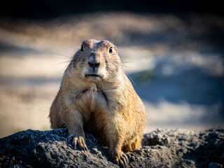 Standing prairie dog face portrait