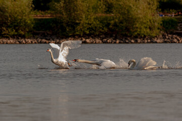 Mute swans being aggressive on Harthill reservoir, Sheffield, U.K.