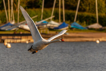 Mute swan flying on Harthill reservoir, Sheffield, U.K.