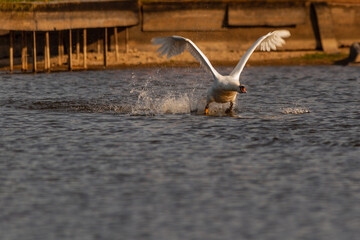 Mute swan flying on Harthill reservoir, Sheffield, U.K.
