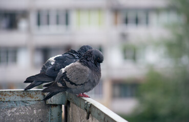 City pigeon sits on a fence in the street