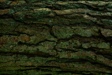 The texture of the bark of an old pine close-up. Background depicting moss on a tree.