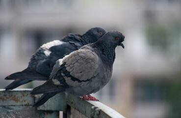 City pigeon sits on a fence in the street