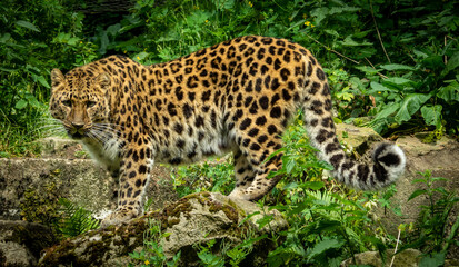 Amur Leopard in the Zoo