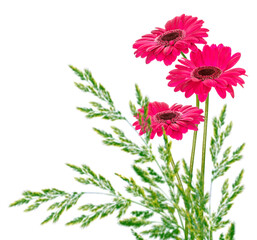 Colorful autumn flowers of gerbera