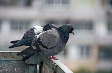 City pigeon sits on a fence in the street