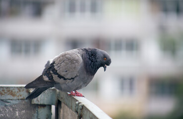 City pigeon sits on a fence in the street