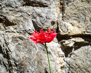 Lonely red flower against a stone wall