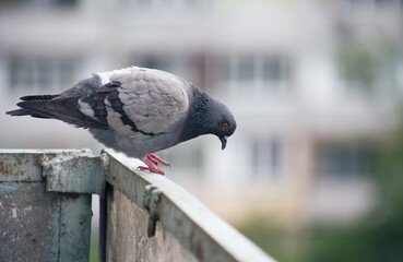 City pigeon sits on a fence in the street