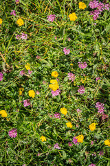 background of yellow flowers