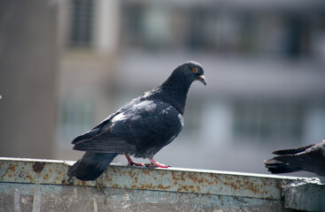 City pigeon sits on a fence in the street