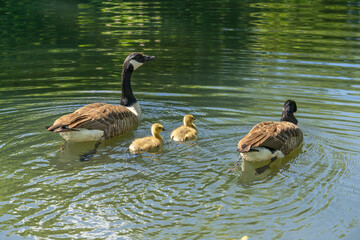 canada goose family