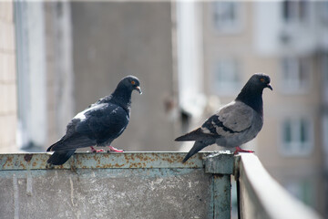 City pigeon sits on a fence in the street