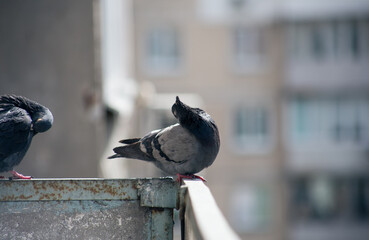City pigeon sits on a fence in the street