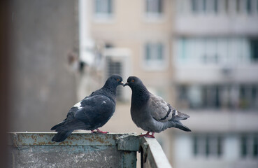 City pigeon sits on a fence in the street