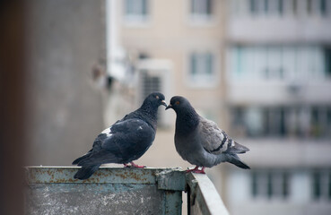 City pigeon sits on a fence in the street