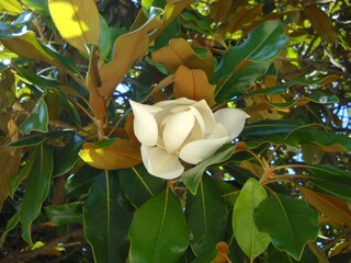 Large magnolia flower. Large white petals cover the yellow stamens and pistils. Wide shiny green leaves around the inflorescence. Southern flora of the Mediterranean and tropics. Ficus-like tree. © Julija