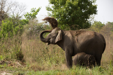 Obraz premium Mother elephant taking mud bath, Jim Corbett National Park