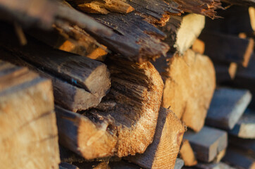 Forest pine and spruce trees.