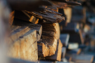 Forest pine and spruce trees.