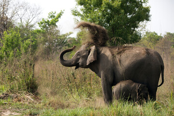 Obraz premium Elephant with her calf taking mud bath