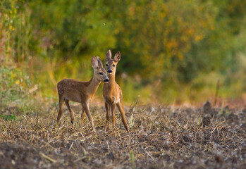 deers in the forest