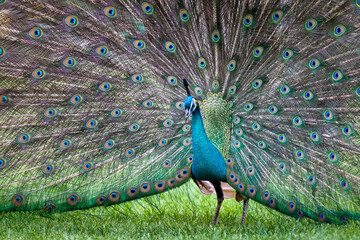 Obraz premium Pfau mit fächerförmigen Rad 