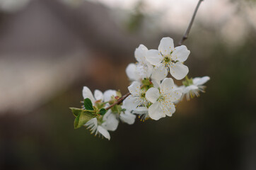 Beautiful cherry tree with tender flowers. Amazing spring blossom