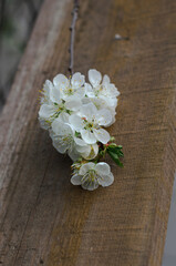 Obraz na płótnie Canvas Beautiful cherry tree with tender flowers. Amazing spring blossom
