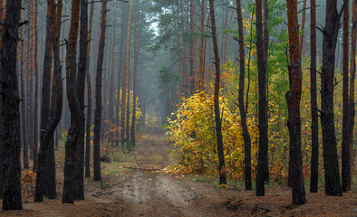 Autumn forest. Traveling along forest roads. Autumn colors adorned the trees. Light fog creates fabulous scenes.