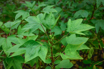 Roselle plant is Hibiscus Sabdariffa a species of Hibiscus and the advantage of this plant is antioxidant, Roselle plant leaves in the garden, Roselle is an herb and can be used to make beverages