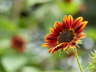 オレンジの向日葵