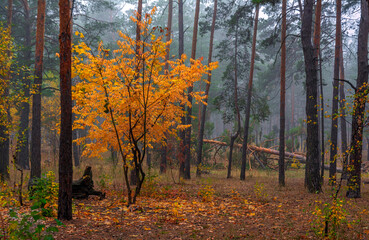 Autumn forest. Traveling along forest roads. Autumn colors adorned the trees. Light fog creates fabulous scenes.