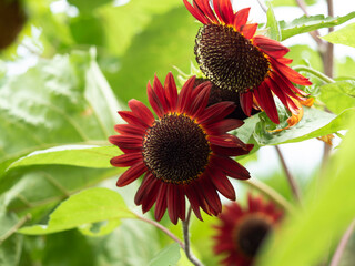 赤い向日葵