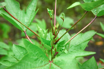 Roselle plant is Hibiscus Sabdariffa a species of Hibiscus and the advantage of this plant is antioxidant, Roselle plant leaves in the garden, Roselle is an herb and can be used to make beverages