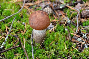 Small mushroom orange-cap boletus in the  forest