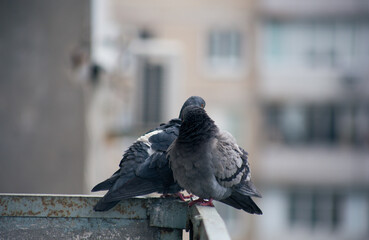 City pigeon sits on a fence in the street