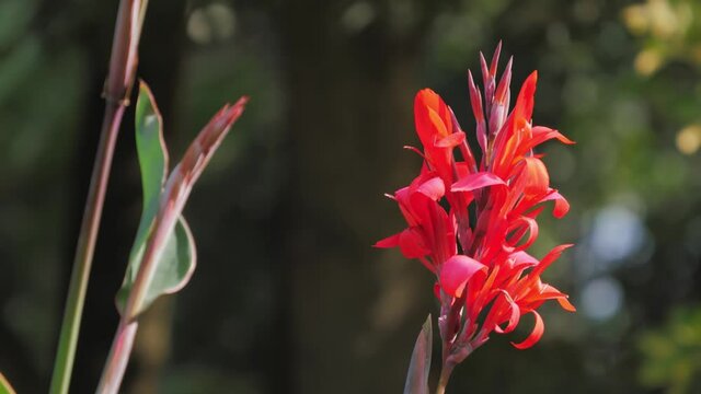 Red flower with big green leaves, arrowroot, canna, Flowers at the park