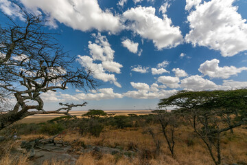 Fototapeta na wymiar タンザニア・セレンゲティ国立公園入り口の丘の上に広がる風景と、その向こうに見える地平線・青空