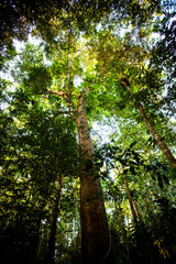 The Daintree Jindalba Boardwalk in Australia