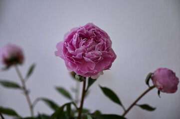 Pink / rose peony blossoms in front of  a white background (Pfingstrose)