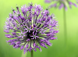 Allium flower on a sunny clear day, selective focus