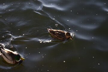 duck in the water