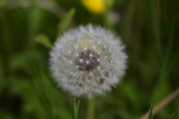dandelion in the grass