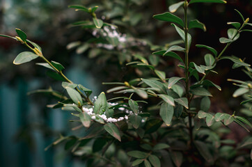grains of hail on green foliage.  cold weather in spring
