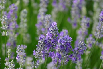 Fresh lavender purple field in nature background